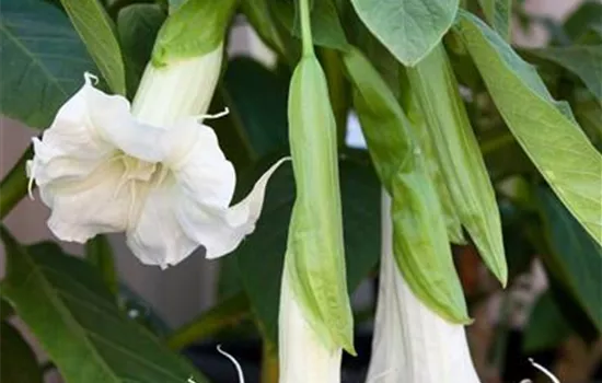 Brugmansia