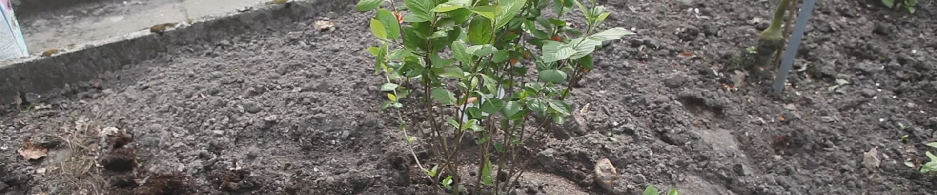 Apfelbeere - Einpflanzen im Garten (thumbnail).jpg