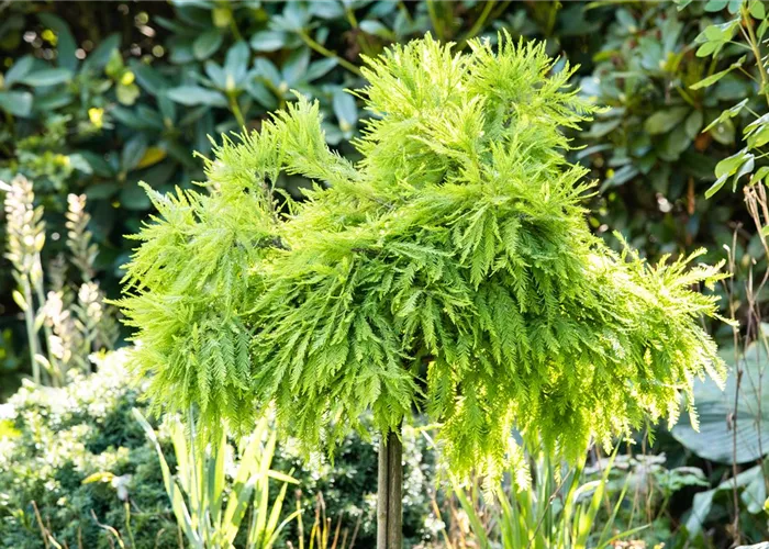 Auf in den Garten – der große Auftritt der Nadel- und Laubgehölze