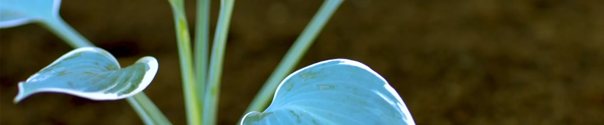 Funkien - Einpflanzen im Garten (thumbnail).jpg