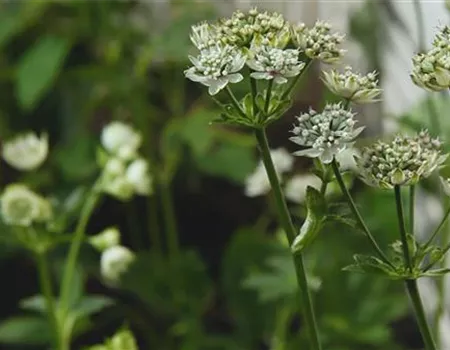 Sterndolde - Einpflanzen im Garten