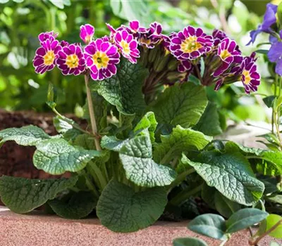 Tolle Frühblüher starten bunt ins Gartenjahr