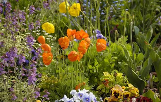 Mohn: Blütenzauber und Eleganz