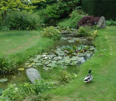 Der Bachlauf im Garten – Wasser bringt Ruhe und Erholung