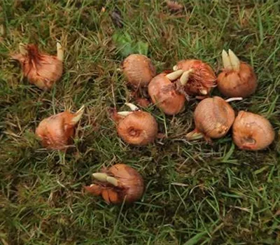 Herbst-Krokus einpflanzen im Garten