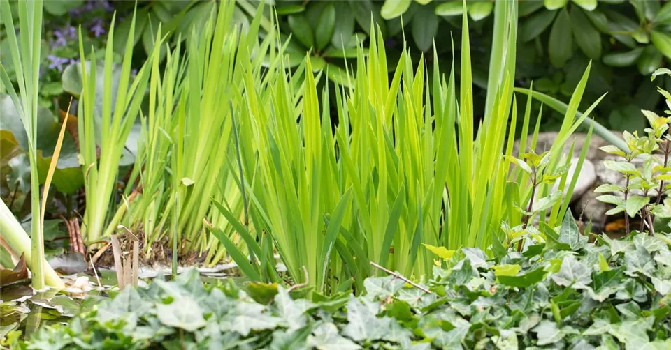 Iris pseudacorus