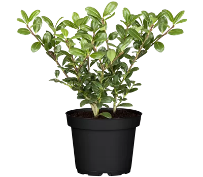 Berg-Ilex 'Robustico'