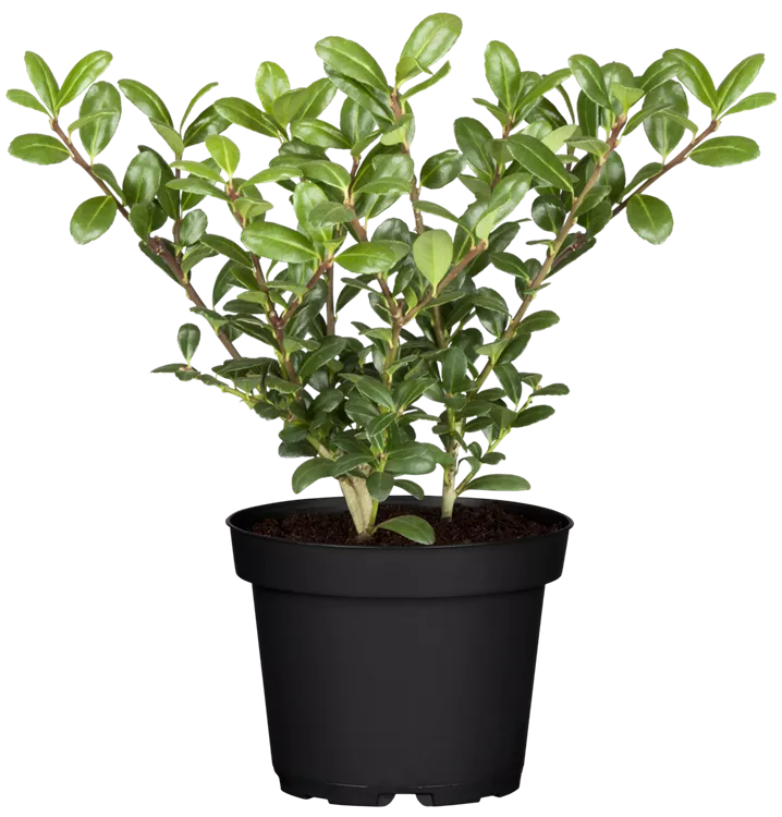 Berg-Ilex 'Robustico'