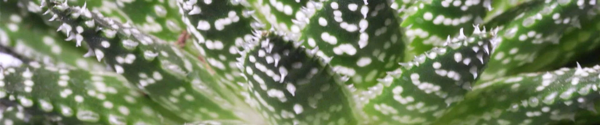 Zimmerpflanzenportrait - Haworthia (Thumbnail).jpg