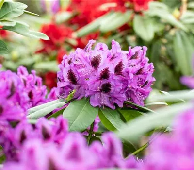 Die schönsten Begleitpflanzen für Rhododendren im Garten