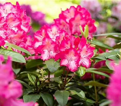 Krankheiten und Schädlinge an Rhododendren erkennen und vorbeugen