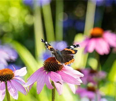 Die 10 schönsten Sommerblumen für den Garten
