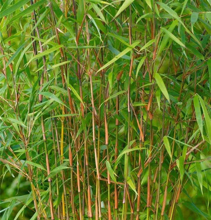Purpurner Bambus