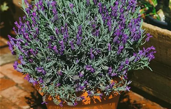 Gezähnter Lavendel