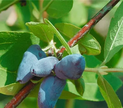 Blaue Heckenkirsche 'Fialka'