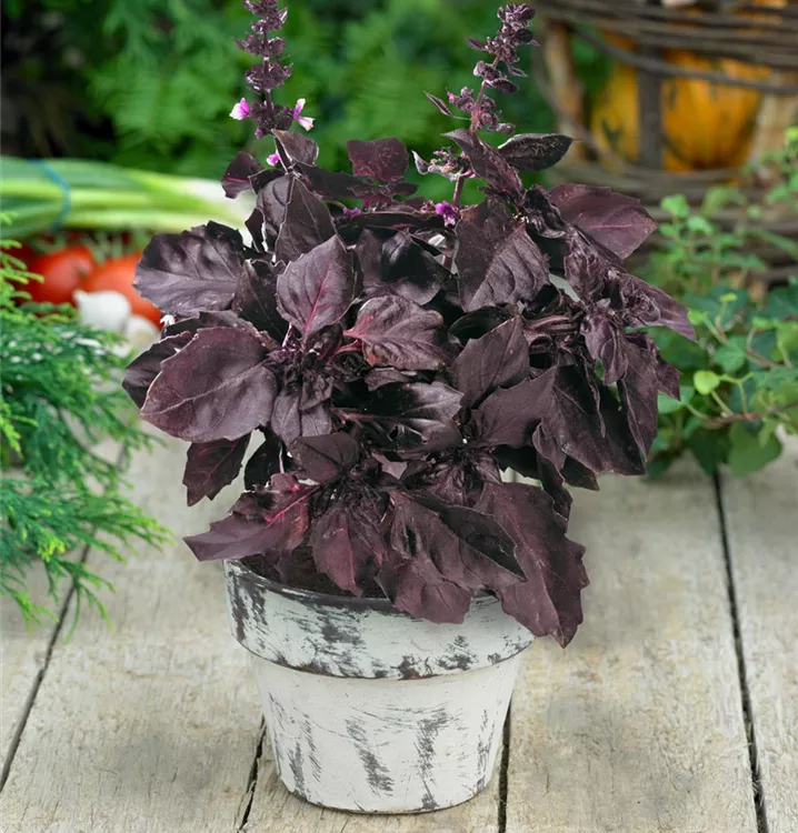 Garten-Basilikum 'Atropurpureum'