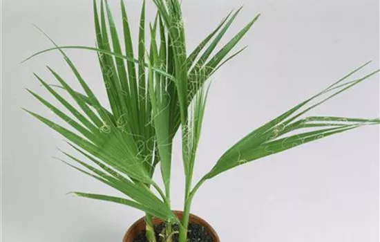 Kalifornische Washingtonpalme Kalifornische Washingtonpalme