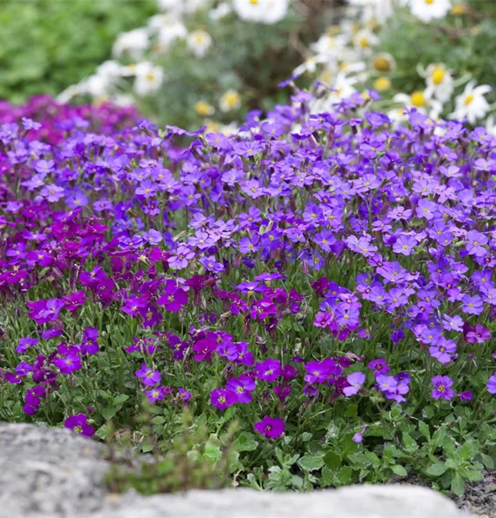 Griechisches Blaukissen