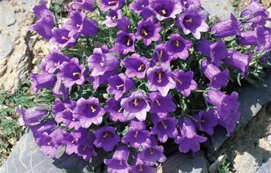 Glockenblume Glockenblume