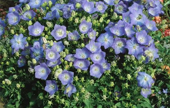 Karpaten-Glockenblume  Karpaten-Glockenblume