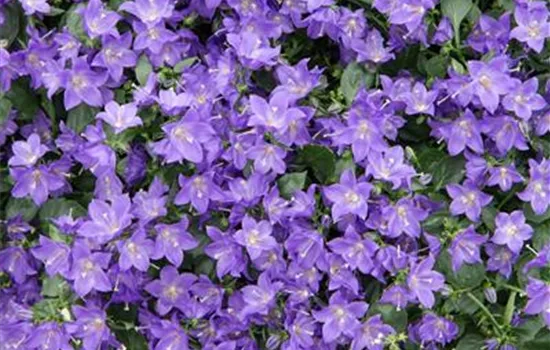 Niedliche Glockenblume Niedliche Glockenblume