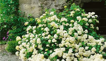 Zum Vergrößern klicken Bildvorschau