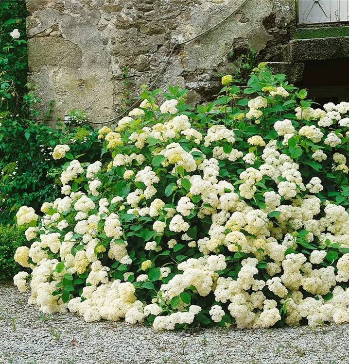 Strauch-Hortensie Strauch-Hortensie