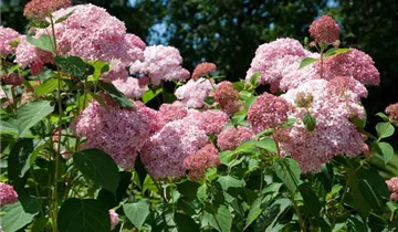 Zum Vergrößern klicken Bildvorschau