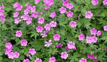 Zum Vergrößern klicken Bildvorschau