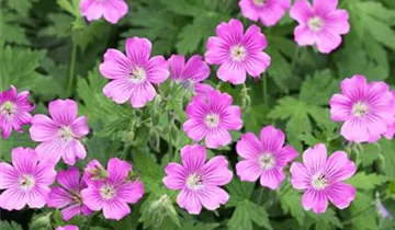 Zum Vergrößern klicken Bildvorschau