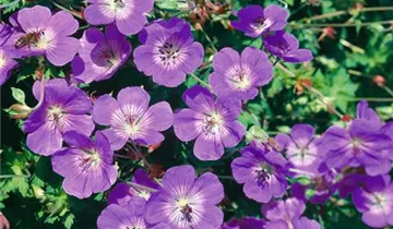 Zum Vergrößern klicken Bildvorschau