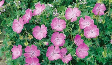 Zum Vergrößern klicken Bildvorschau