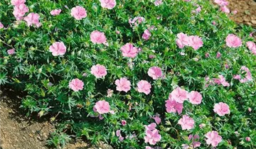 Zum Vergrößern klicken Bildvorschau