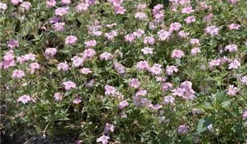 Zum Vergrößern klicken Bildvorschau