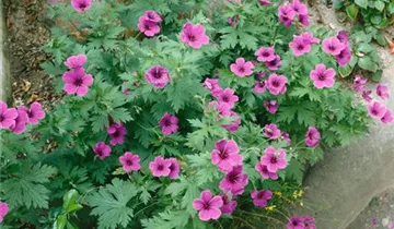 Zum Vergrößern klicken Bildvorschau