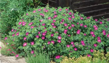 Zum Vergrößern klicken Bildvorschau