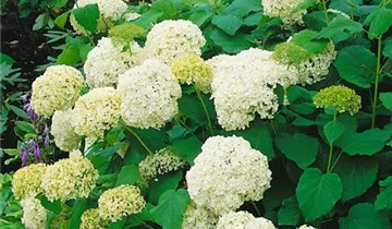 Zum Vergrößern klicken Bildvorschau