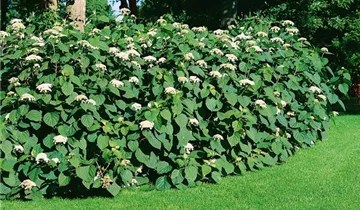 Zum Vergrößern klicken Bildvorschau