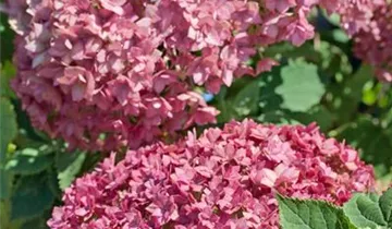 Zum Vergrößern klicken Bildvorschau