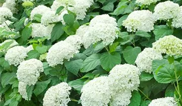 Zum Vergrößern klicken Bildvorschau