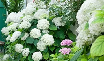 Zum Vergrößern klicken Bildvorschau