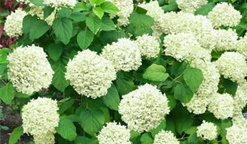 Zum Vergrößern klicken Bildvorschau