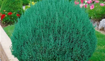 Zum Vergrößern klicken Bildvorschau