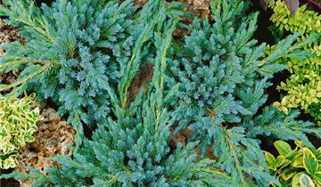 Zum Vergrößern klicken Bildvorschau