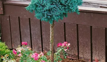 Zum Vergrößern klicken Bildvorschau