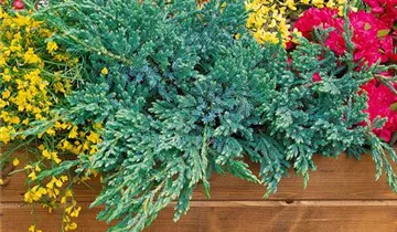 Zum Vergrößern klicken Bildvorschau