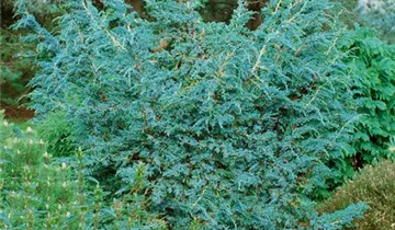 Zum Vergrößern klicken Bildvorschau