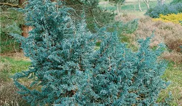 Zum Vergrößern klicken Bildvorschau