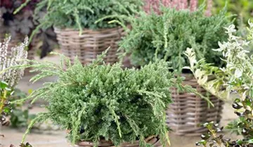 Zum Vergrößern klicken Bildvorschau