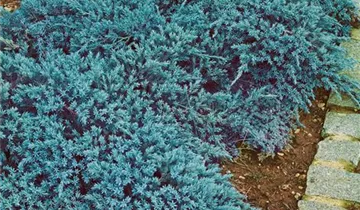 Zum Vergrößern klicken Bildvorschau